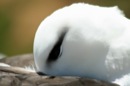 Black-Browed Albatross