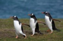 Gentoo Penguins