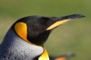 King Penguins