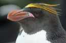 Macaroni Penguins