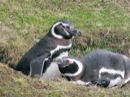 Magellanic Penguins