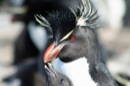 Rockhopper Penguins