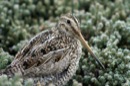 Wildlife