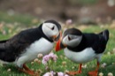 Shetland Islands (United Kingdom)