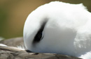 マユグロアホウドリ