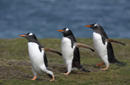 ジェンツーペンギン