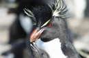 イワトビペンギン