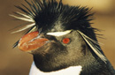イワトビペンギン