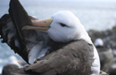 マユグロアホウドリ