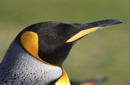 キングペンギン