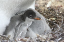 ジェンツーペンギンヒナ