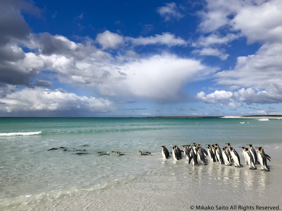 まるで南の島? フォークランドの風