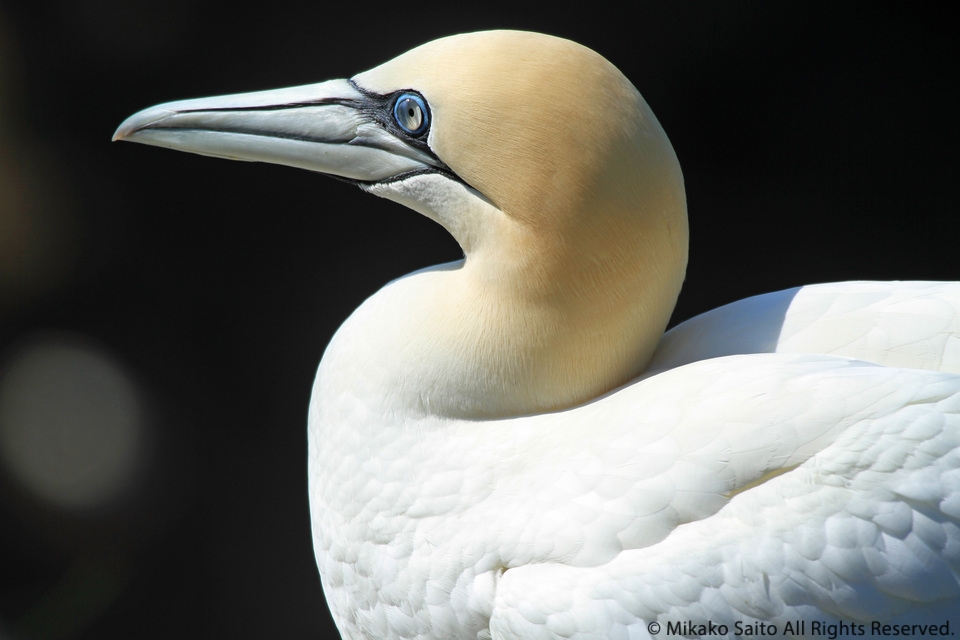 スコットランド、シロカツオドリ フォークランドの風