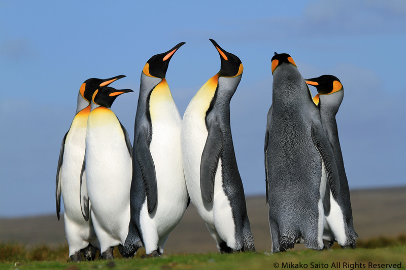 ペンギン写真集のお知らせです