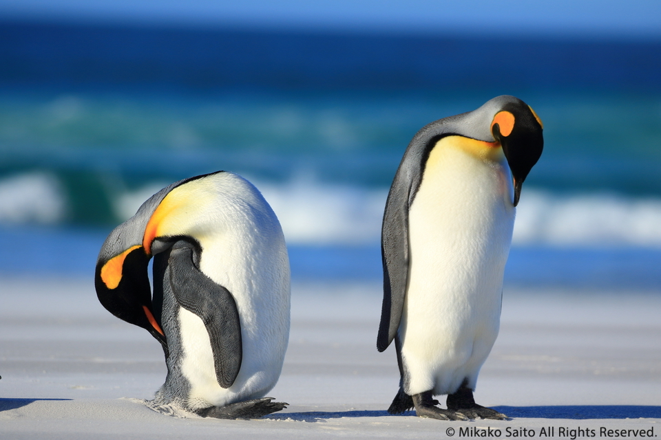 The Falkland Islands