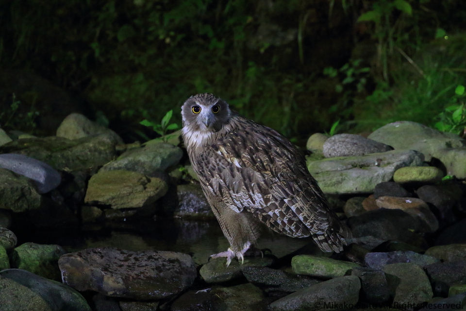 北海道に行ってきました。