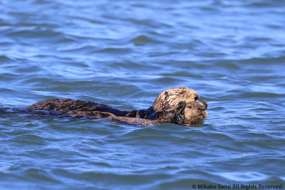 第二回ラッコツアー開催 第二回ラッコツアー開催